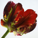 daniel-green-art-tulip